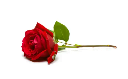 Valentine Week List : प्यार का सप्ताह Valentine Week List : प्यार का सप्ताह