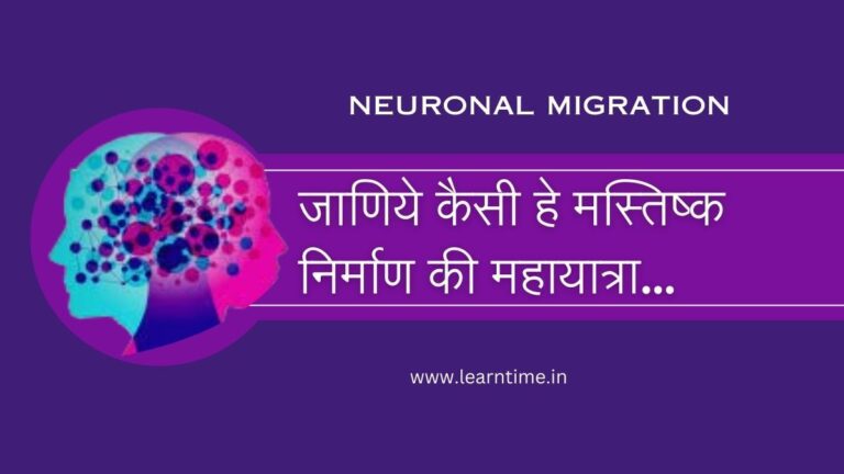 neuronal migration