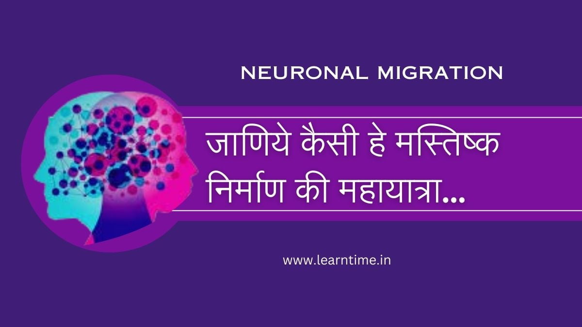 neuronal migration